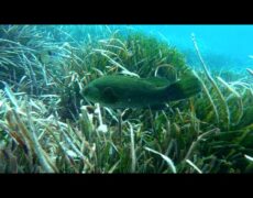 Descubre las maravillas submarinas de Tabarca: turismo de buceo en Valencia