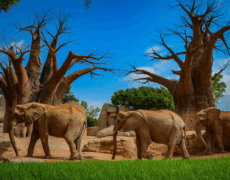 Descubre el Bioparc Valencia: Turismo y Aventura en tu Viaje a Valencia